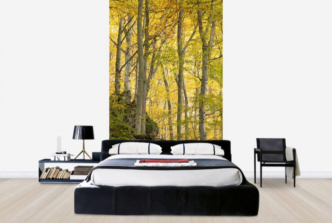 PHOTOWALL / Autumn Aspen Tree (e40484)