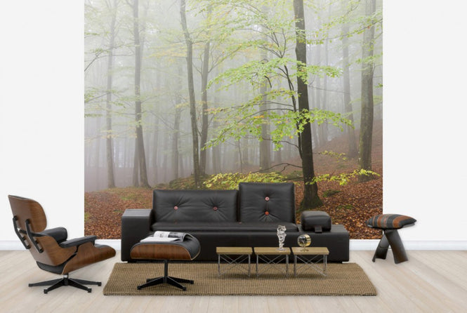 PHOTOWALL / Clowing Hallar Beech Forest, Sweden I, Europe (e40494)