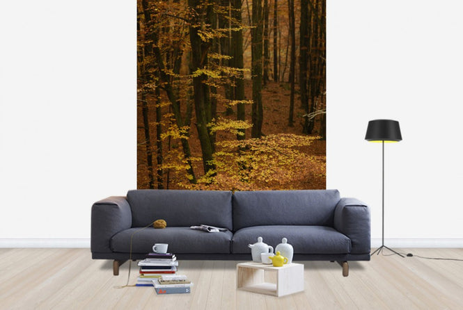 PHOTOWALL / Autumn Forest (e40498)