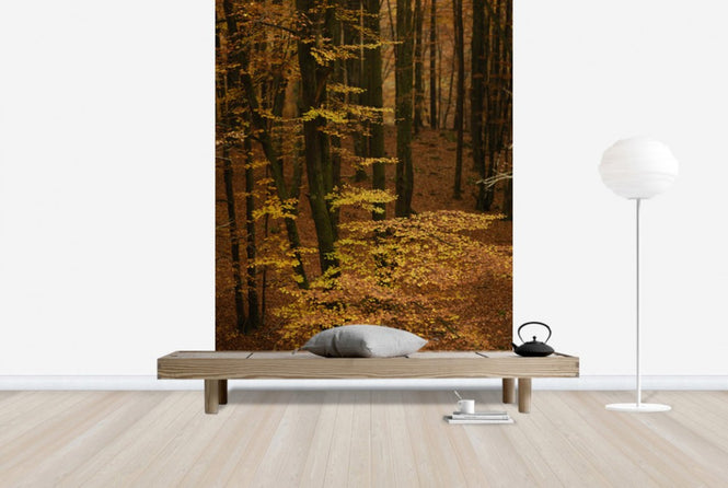 PHOTOWALL / Autumn Forest (e40498)