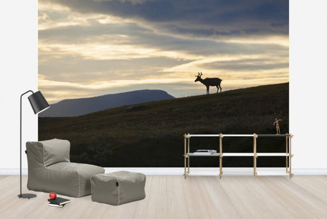 PHOTOWALL / Reindeer at Helagsfjallet, Sweden (e40513)