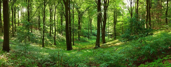 PHOTOWALL / Panorama forest (e40014)