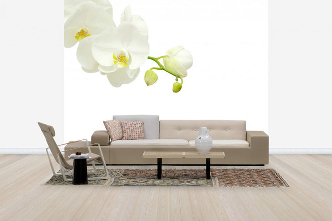 PHOTOWALL / White Elegant Orchid (e40703)