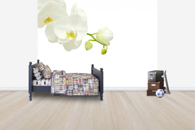 PHOTOWALL / White Elegant Orchid (e40703)