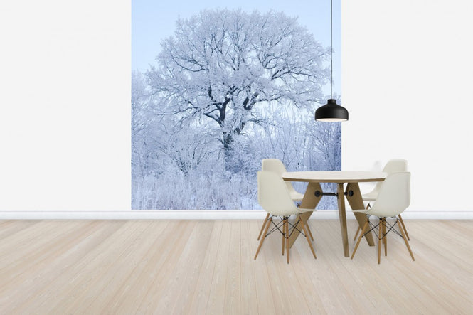 PHOTOWALL / Winter Oak in Sweden (e40752)