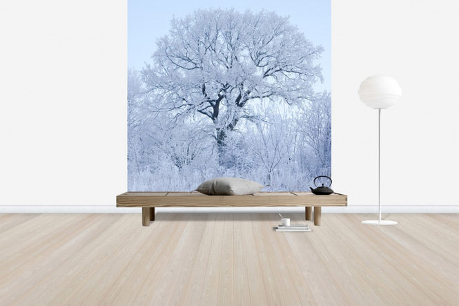 PHOTOWALL / Winter Oak in Sweden (e40752)
