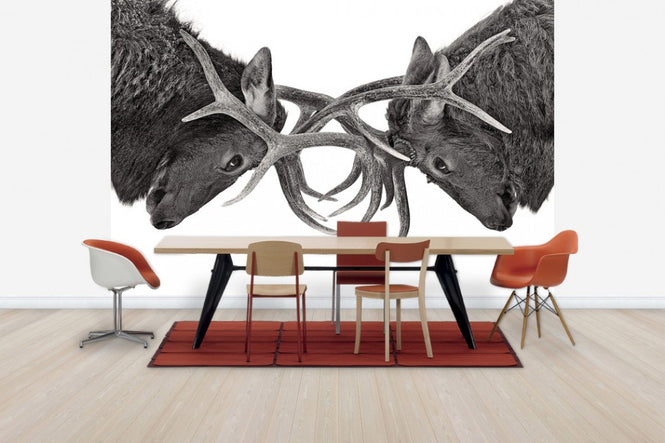 PHOTOWALL / Eye to Eye - Elk fight (e30605)