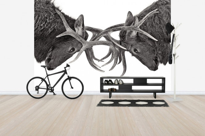 PHOTOWALL / Eye to Eye - Elk fight (e30605)