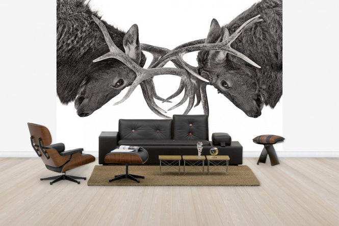 PHOTOWALL / Eye to Eye - Elk fight (e30605)