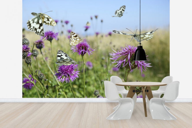 PHOTOWALL / Marbled White Butterflies (e40850)