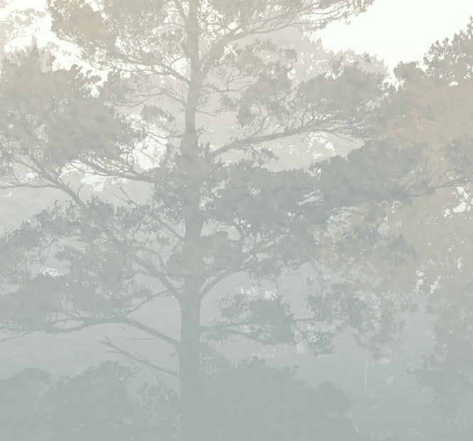 PHOTOWALL / Misty Pine Forest (e30626)