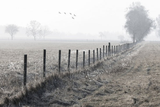PHOTOWALL / Foggy Morning (e30761)