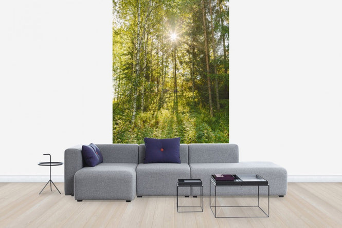 PHOTOWALL / Sunlit Deciduous Trees, Finland (e30841)