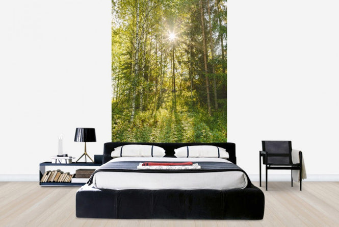 PHOTOWALL / Sunlit Deciduous Trees, Finland (e30841)