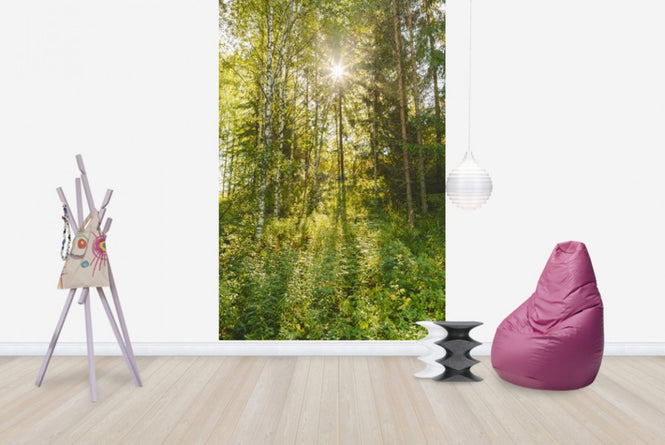PHOTOWALL / Sunlit Deciduous Trees, Finland (e30841)