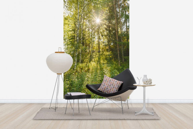 PHOTOWALL / Sunlit Deciduous Trees, Finland (e30841)