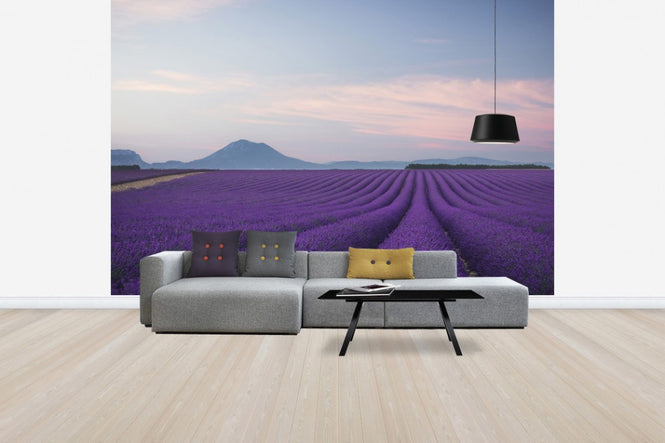 PHOTOWALL / Lavender field (e30983)