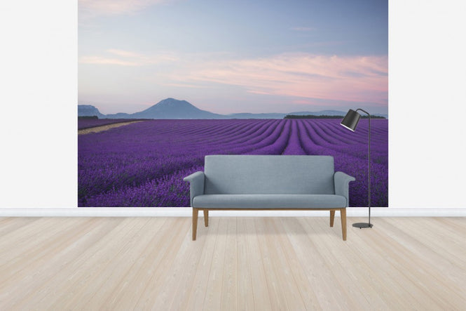 PHOTOWALL / Lavender field (e30983)