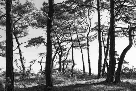 PHOTOWALL / Black Pine Forest (e41142)