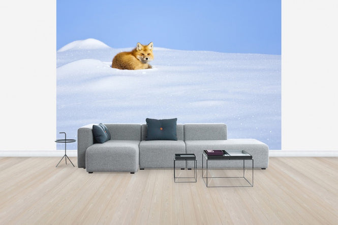 PHOTOWALL / A Red Fox Waking up, Yellowstone National Park (e31085)