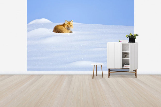 PHOTOWALL / A Red Fox Waking up, Yellowstone National Park (e31085)