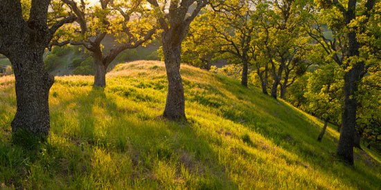 PHOTOWALL / Late Afternoon Sunshine Streams, Mount Diablo, California (e31115)