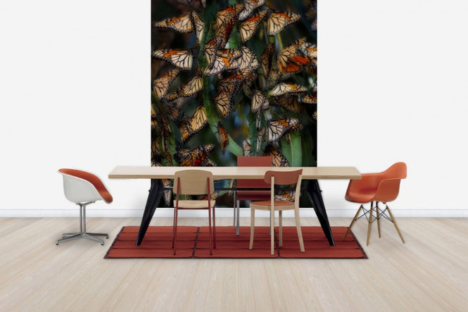 PHOTOWALL / Monarch Butterflies Roosting, California (e31116)
