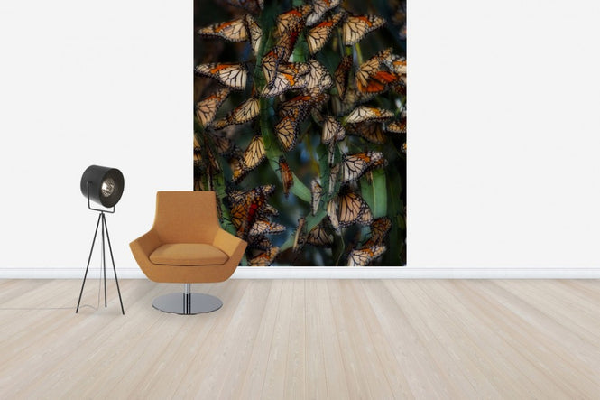 PHOTOWALL / Monarch Butterflies Roosting, California (e31116)