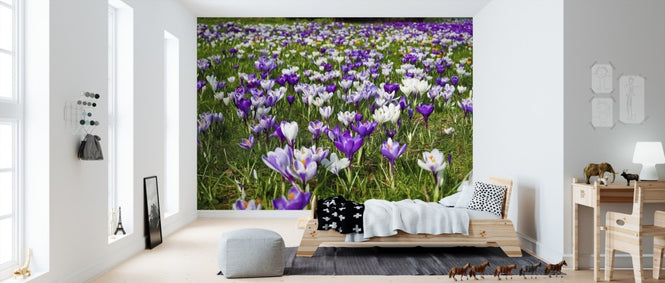 PHOTOWALL / Crocus Flowers (e310253)