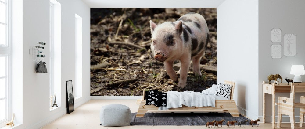 Zoom