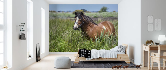 PHOTOWALL / Pony (e310288)