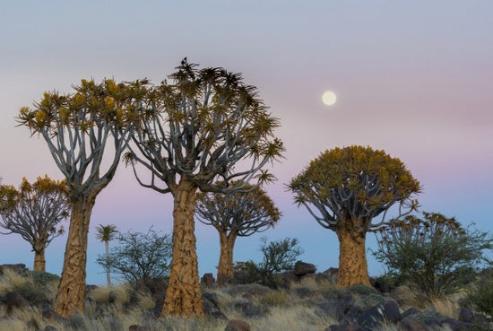 PHOTOWALL / Quiver Trees and the Moon (e310387)