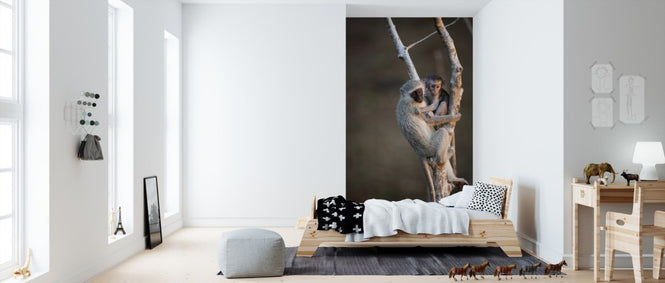 PHOTOWALL / Vervet Monkey (e310400)