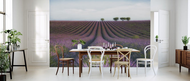 PHOTOWALL / Velours de Lavender (e310974)