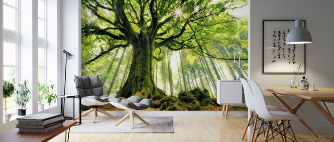 PHOTOWALL / Ponthus' Beech (e310982)
