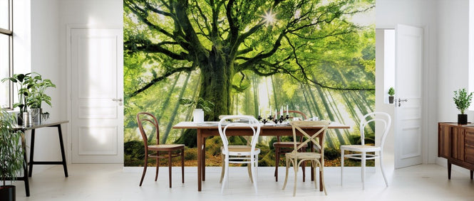 PHOTOWALL / Ponthus' Beech (e310982)