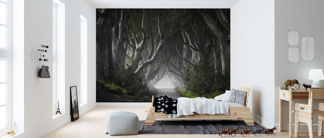 PHOTOWALL / Dark Hedges (e311028)