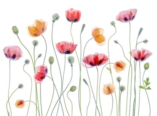 PHOTOWALL / Papaver Party (e311103)