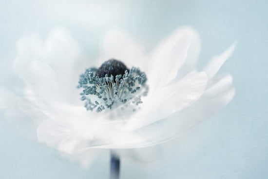 PHOTOWALL / Candy Floss (e311123)