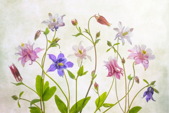 PHOTOWALL / Columbine (e311125)