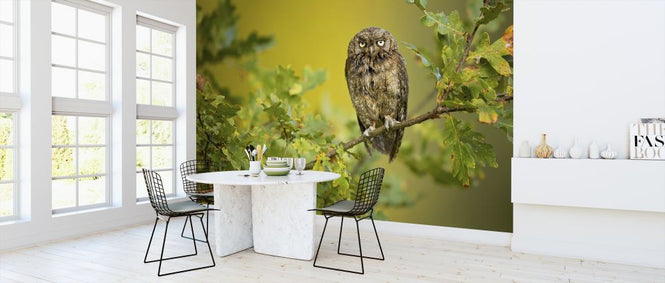 PHOTOWALL / Eurasian Scops Owl (e312826)