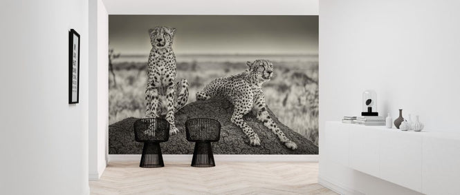 PHOTOWALL / Two Cheetahs Watching Out (e312828)