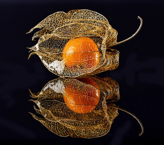 PHOTOWALL / Physalis (e312867)
