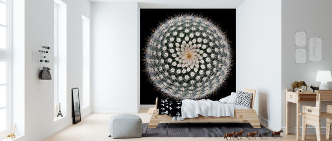 PHOTOWALL / Notocactus Scopa (e312958)