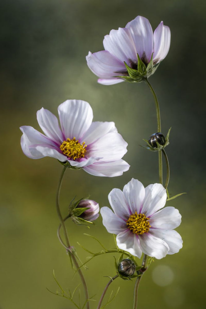PHOTOWALL / Cosmos (e313002)