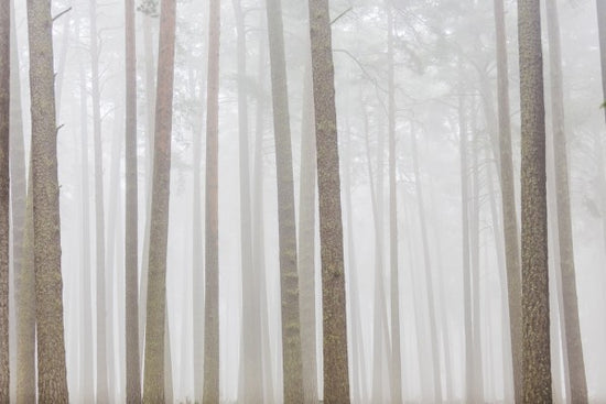 PHOTOWALL / Misty Trees (e313204)