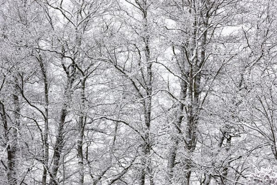 PHOTOWALL / Trees (e313220)