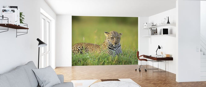 PHOTOWALL / Leopard (e313122)