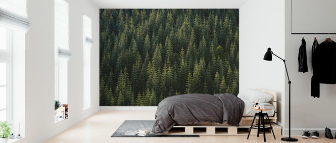 PHOTOWALL / Pine Tree Forest (e313535)