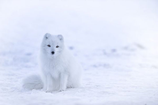 PHOTOWALL / Artic Fox (e313552)